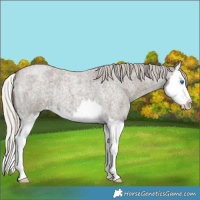Horse Color:Silver Smoky Blue Roan Splash 
