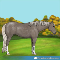 Horse Color:Silver Smoky Black 