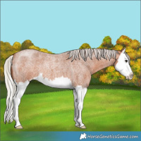 Horse Color:Silver Bay Roan Splash 