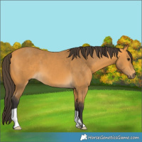Horse Color:Buckskin 