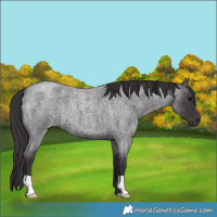 Horse Color:Smoky Blue Roan 