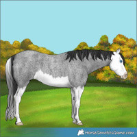 Horse Color:Blue Roan Splash 