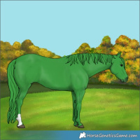 Horse Color:Watercolor Black