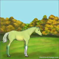Horse Color:Watercolor Silver Bay 