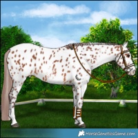 Horse Color:White Spotted Chocolate Bay Near Leopard 