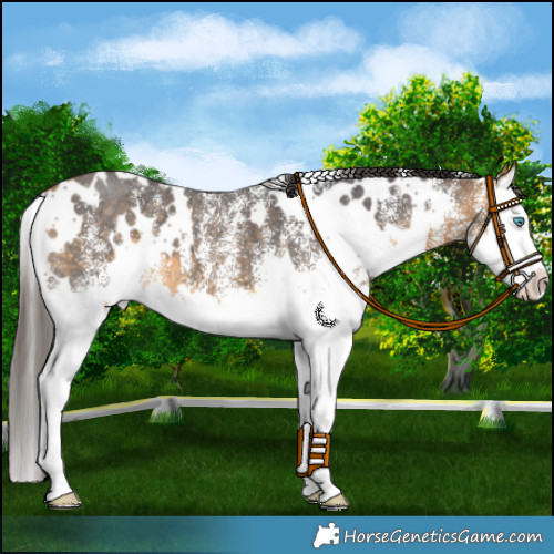 Horse Color:White Spotted Buckskin Splash 