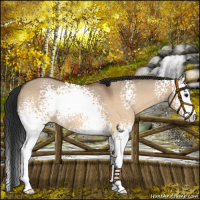 Horse Color:White Spotted Bay Dun 
