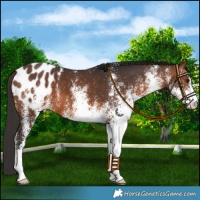 Horse Color:White Spotted Brown Blanket 