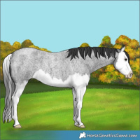 Horse Color:Blue Roan Splash 