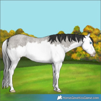 Horse Color:Grullo Roan Splash 