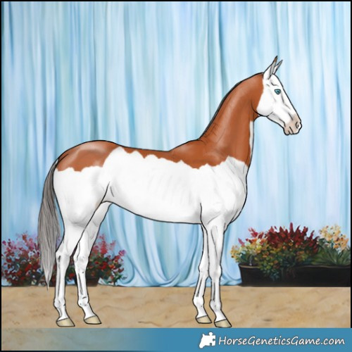 Horse Color:Bay Splash 