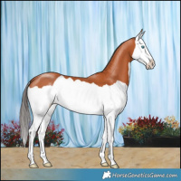 Horse Color:Bay Splash 