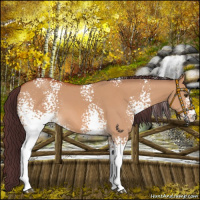 Horse Color:White Spotted Chocolate Bay Dun