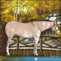 Horse Color:White Spotted Chocolate Bay Dun