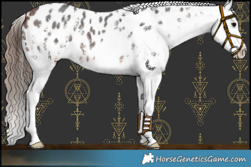 Horse Color:White Spotted Bay Appaloosa