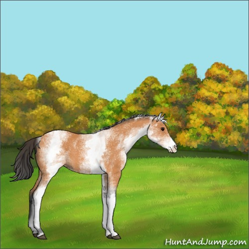 Horse Color:White Spotted Bay