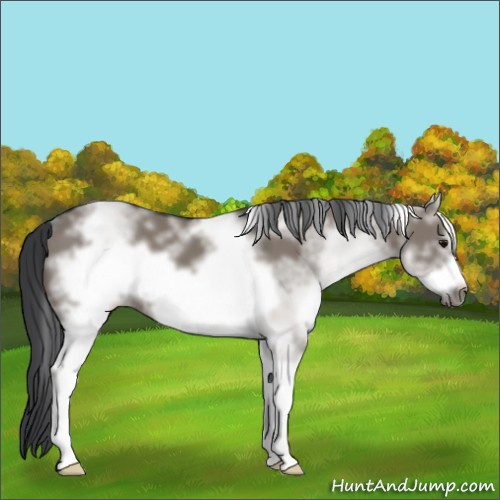 Horse Color:White Spotted Grullo Frame 