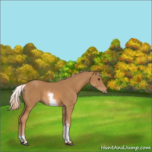 Horse Color:White Spotted Chestnut