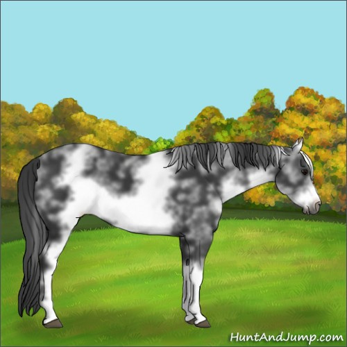 Horse Color:White Spotted Black Frame 