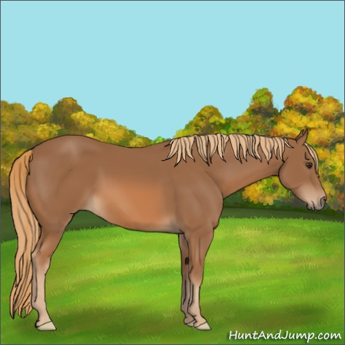 Horse Color:Chestnut 