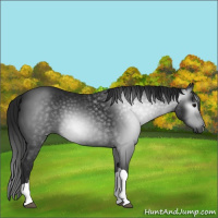 Horse Color:Gray Black 