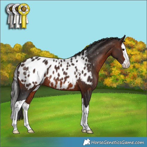 Horse Color:Brown Splash Appaloosa Rabicano 