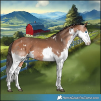 Horse Color:White Spotted Bay Splash Rabicano 