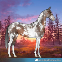 Horse Color:White Spotted Brown Tobiano 