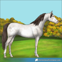 Horse Color:Classic Champagne Ice Roan Dun Frame 