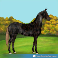 Horse Color:Void White Spotted Midnight Red Roan Appaloosa Rabicano 