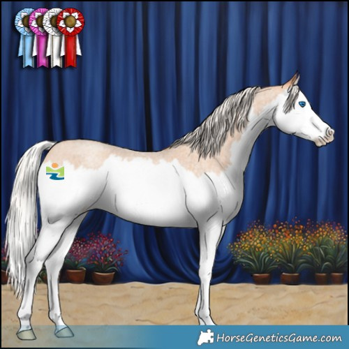 Horse Color:Silver Amber Champagne Roan Splash 