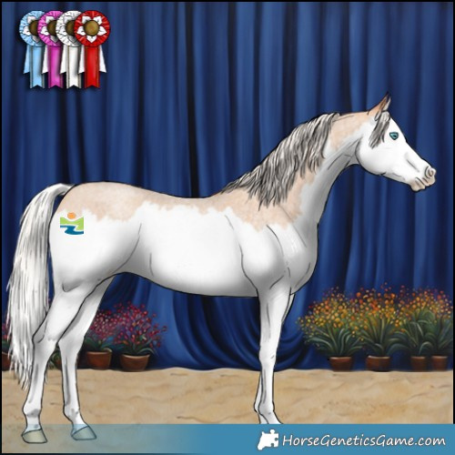 Horse Color:Silver Amber Champagne Roan Splash 