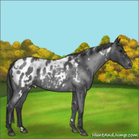 Horse Color:White Spotted Blue Roan Appaloosa 