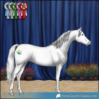 Horse Color:Gray Gold Champagne Splash