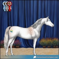 Horse Color:Gray Gold Champagne Splash 