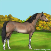 Horse Color:Brown Dun 