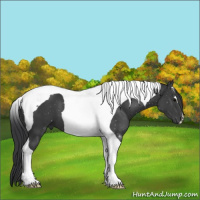 Horse Color:Black Tobiano 