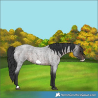 Horse Color:Brown Roan Frame 