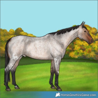 Horse Color:White Spotted Brown Roan Dun 