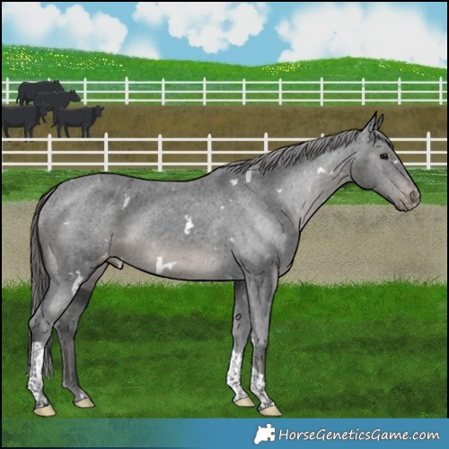 Horse Color:White Spotted Black Tobiano Appaloosa 