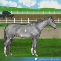 Horse Color:White Spotted Black Tobiano Varnish