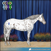 Horse Color:White Spotted Silver Black Appaloosa 