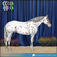 Horse Color:White Spotted Silver Black Appaloosa 