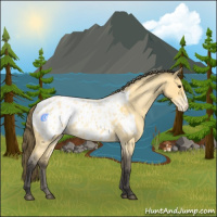 Horse Color:Buckskin Roan Appaloosa 