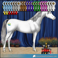 Horse Color:Brown Appaloosa