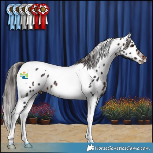 Horse Color:Brown Tobiano Appaloosa 