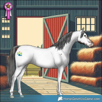 Horse Color:Liver Chestnut Appaloosa 
