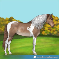 Horse Color:Liver Red Dun Tobiano 