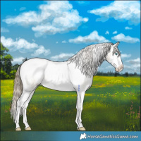 Horse Color:Buckskin Pearl Sabino Splash Tobiano Varnish 
