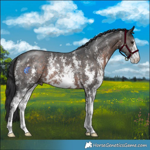 Horse Color:Brown Mushroom Sabino 